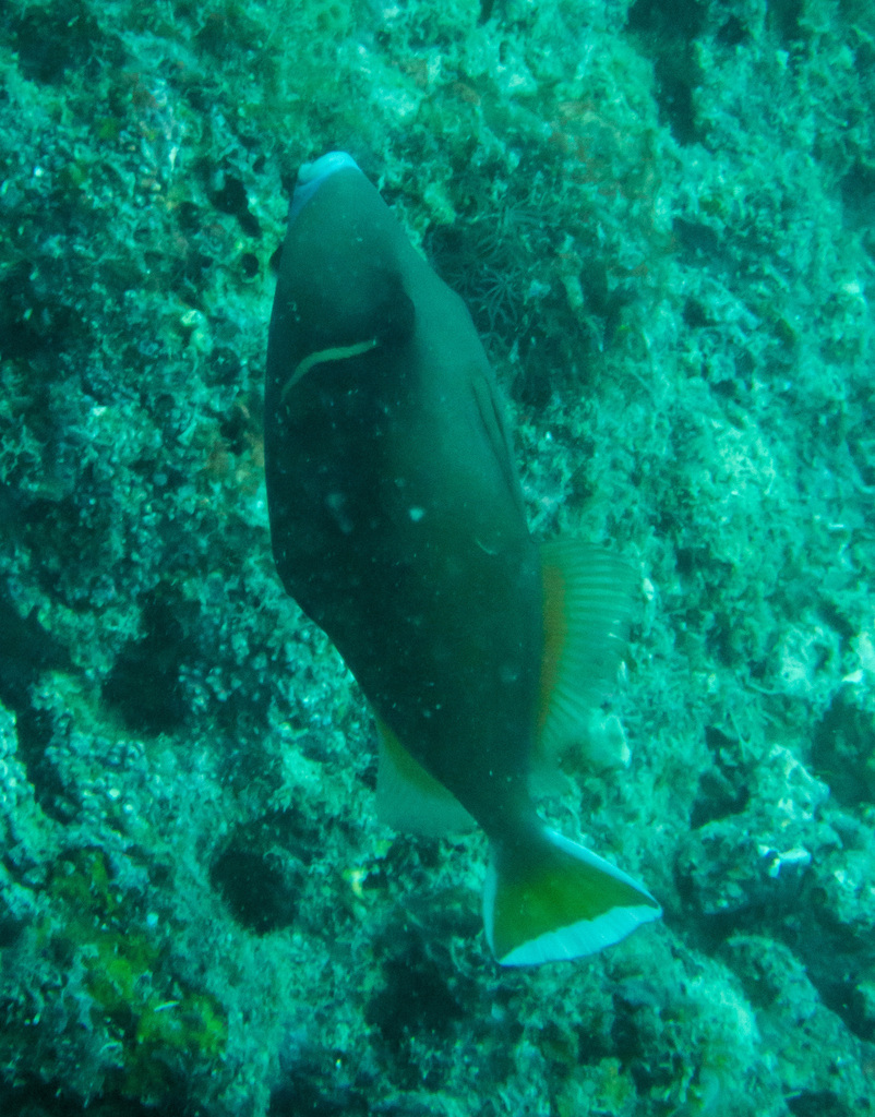 Black Triggerfish