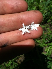 Lithophragma tenellum