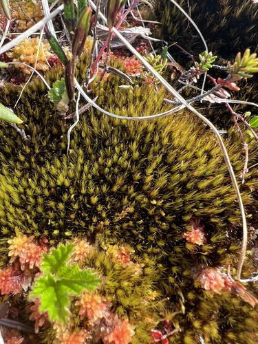 Campylopus atrovirens