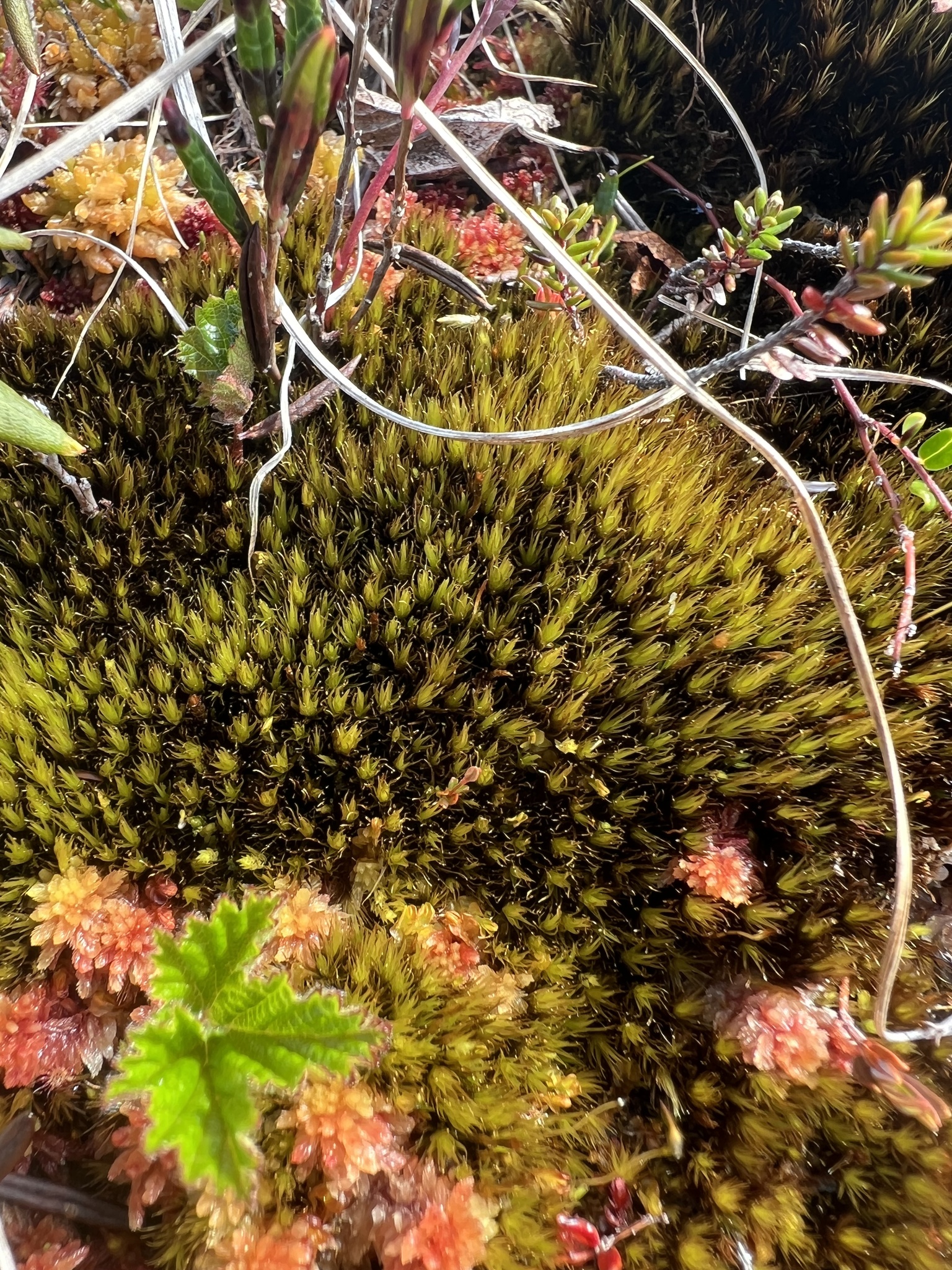 Campylopus atrovirens