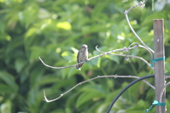 Calypte anna