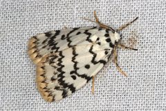 Hectobrocha pentacyma