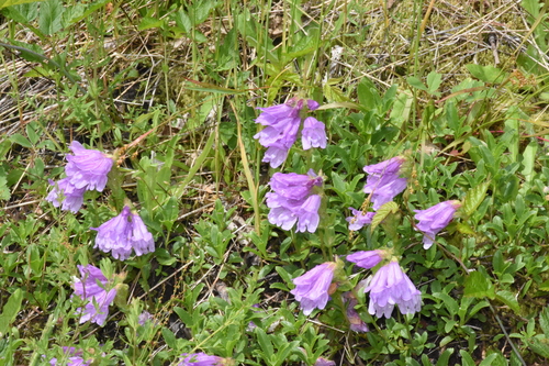 Image of Penstemon cardwellii by (c) Gabriel Campbell-Martinez, some rights reserved (CC BY)