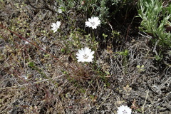 Blepharipappus scaber