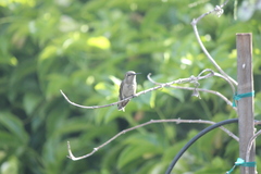 Calypte anna