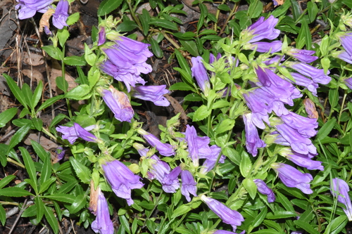 Image of Penstemon cardwellii by (c) Gabriel Campbell-Martinez, some rights reserved (CC BY)