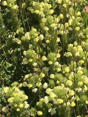 Castilleja rubicundula lithospermoides