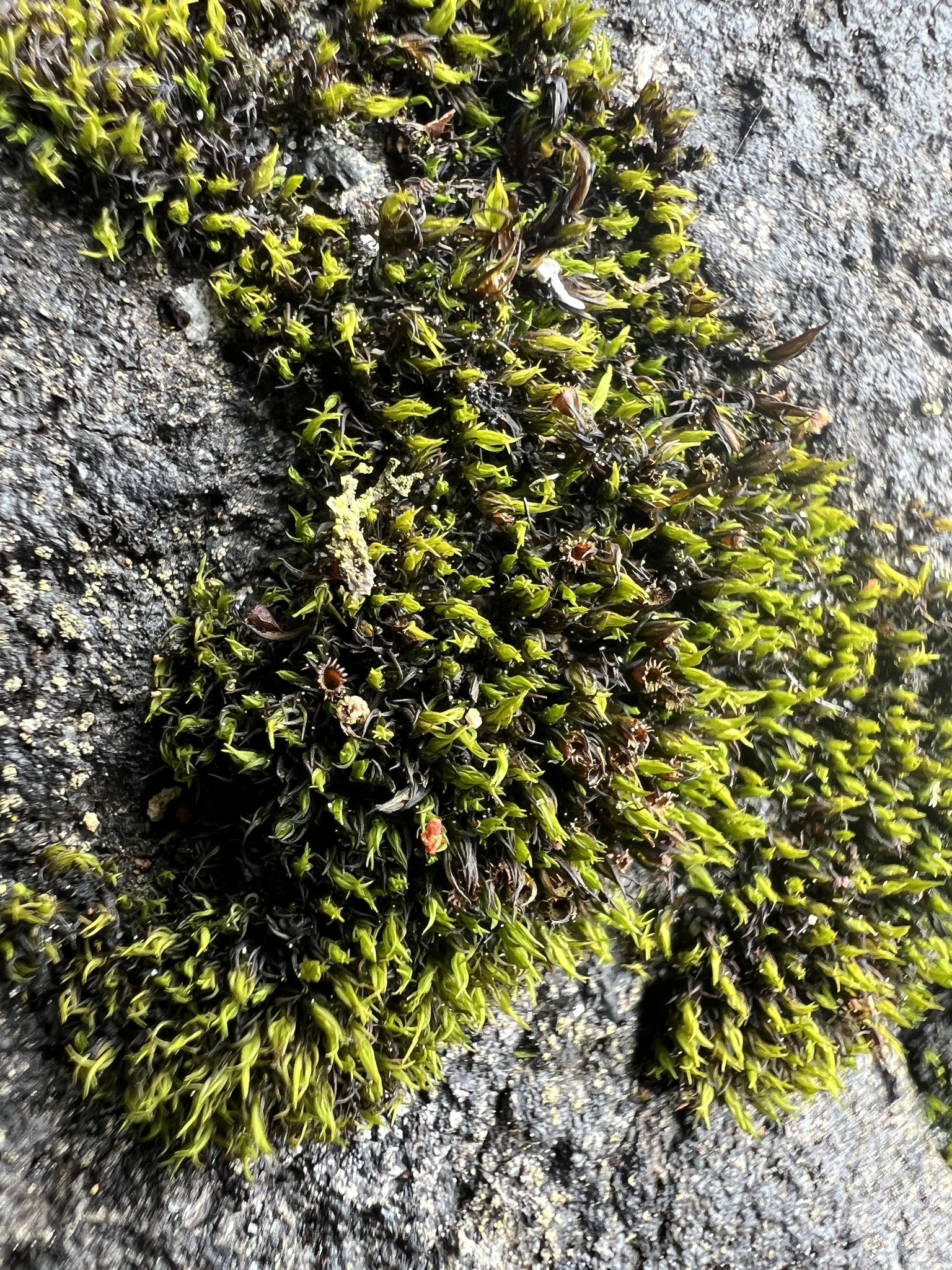 Schistidium maritimum