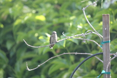 Calypte anna