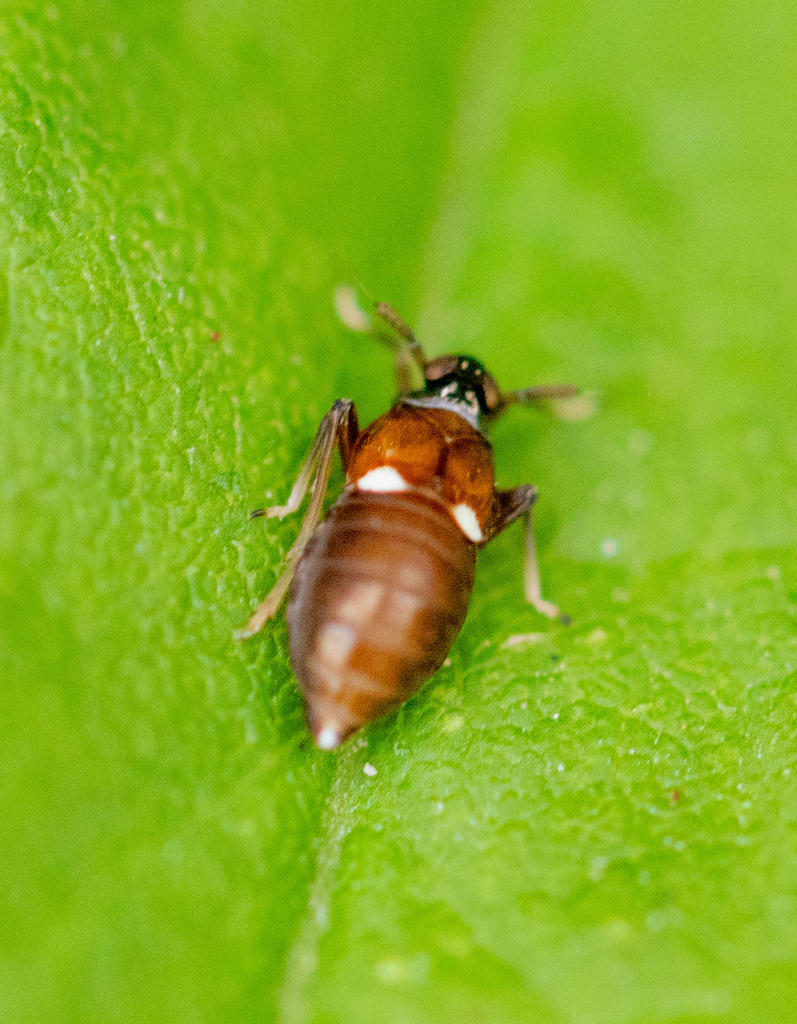 Pissonotus guttatus