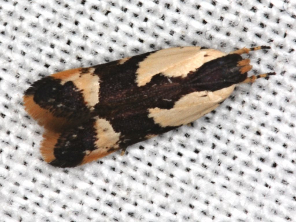Ardozyga telopis