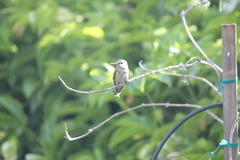 Calypte anna