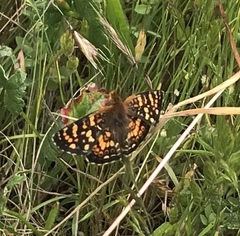 Phyciodes pulchella pulchella
