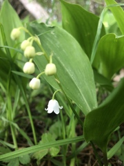 Convallaria