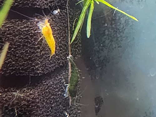 Tép vàng Neocaridina trong bể thủy sinh, bám trên nền đá