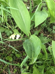 Convallaria
