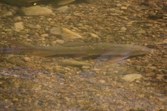 Moxostoma macrolepidotum