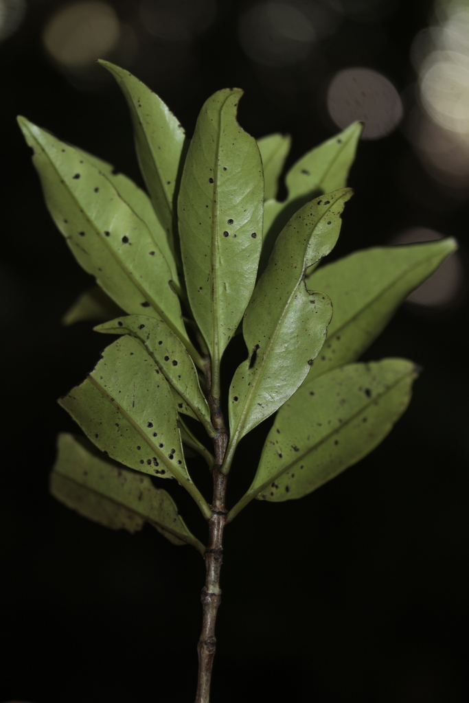 Geniostoma densiflorum