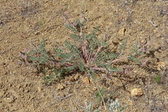 Astragalus malacus