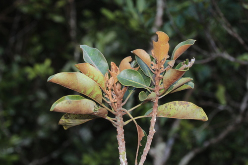 Planchonella amieuana