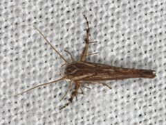 Stathmopoda cephalaea