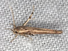 Stathmopoda cephalaea