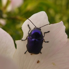 Cryptocephalus aureolus