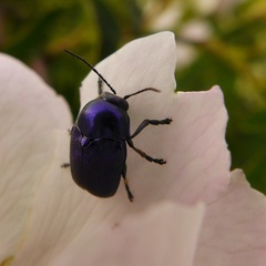 Cryptocephalus aureolus