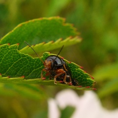 Cryptocephalus flavipes