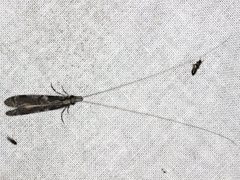 Triplectides similis