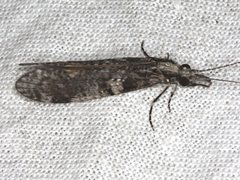 Triplectides similis