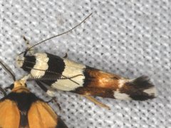 Macrobathra euryleuca