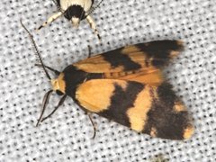 Thallarcha chrysochares