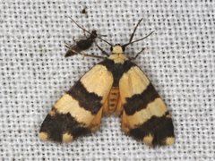 Thallarcha chrysochares