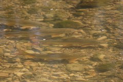 Moxostoma macrolepidotum