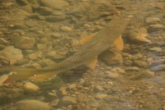 Moxostoma macrolepidotum