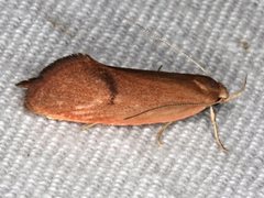 Delexocha ochrocausta