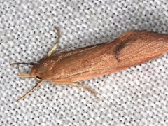 Delexocha ochrocausta