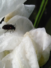Astylus bourgeoisi