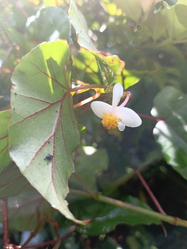 Begonia meyeri-johannis