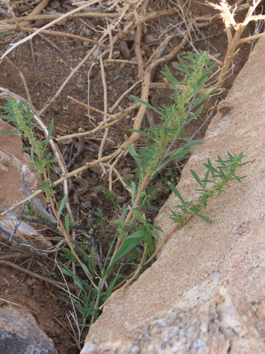 Amaranthus schinzianus (Amaranthus schinzianus)