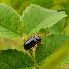 Cryptocephalus flavipes