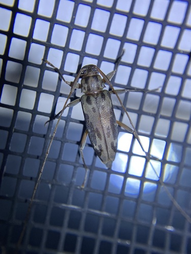 Lepturges symmetricus