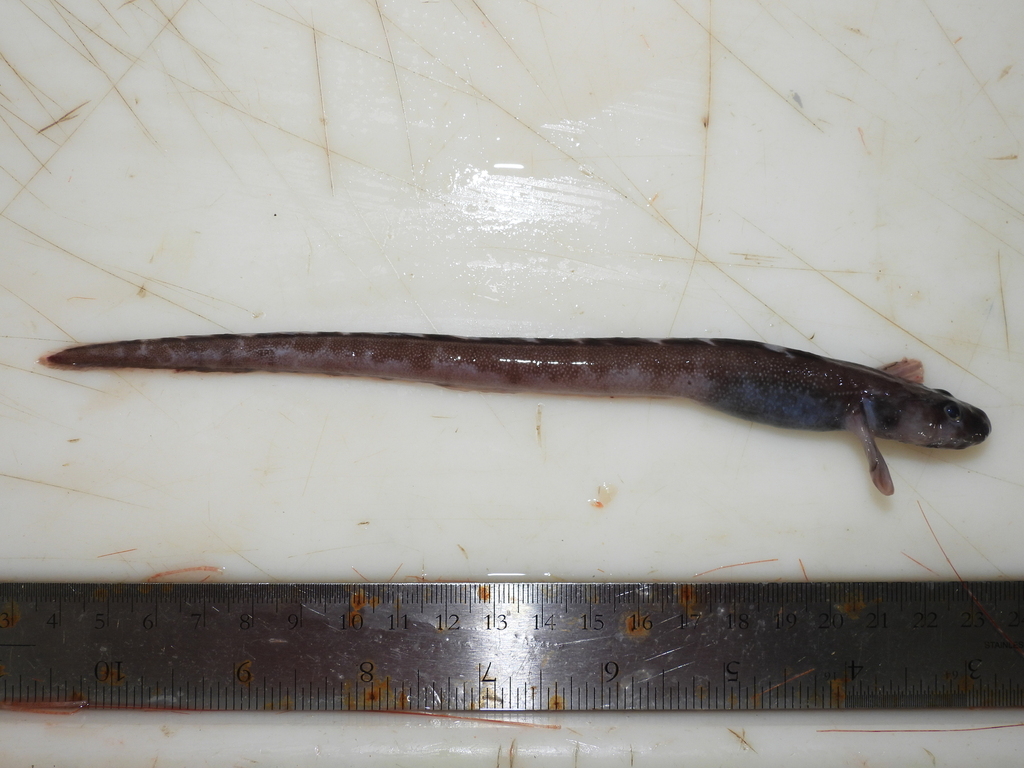 Checkered wolf eel