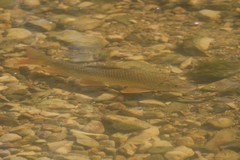 Moxostoma macrolepidotum