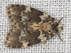 Scaphidriotis xylogramma