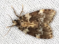 Scaphidriotis xylogramma