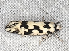 Lichenaula calligrapha