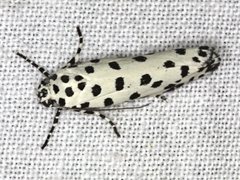 Ethmia clytodoxa