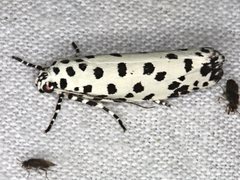 Ethmia clytodoxa